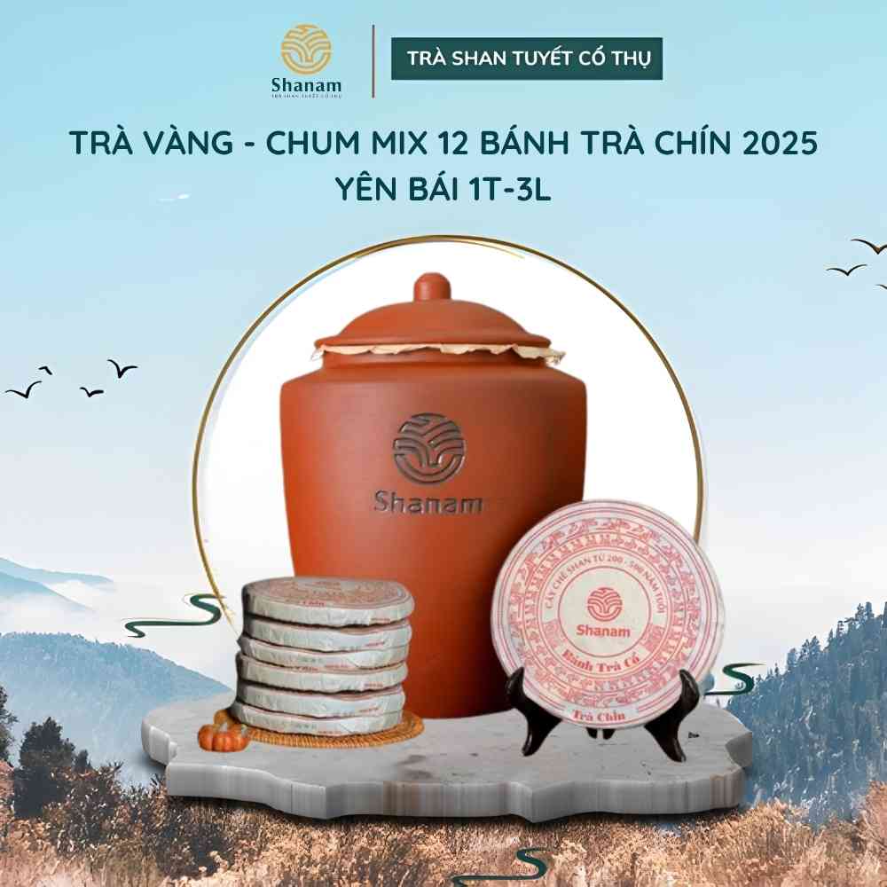 TRÀ VÀNG - CHUM MIX 12 BÁNH TRÀ CHÍN 2025 YÊN BÁI 1T-3L