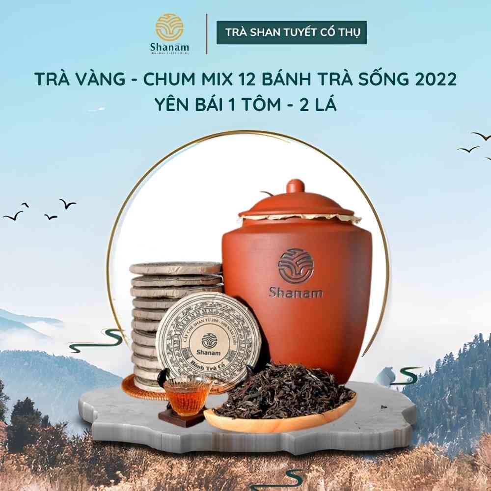 TRÀ VÀNG - CHUM MIX 12 BÁNH TRÀ SỐNG 2022 YÊN BÁI 1 TÔM - 2 LÁ
