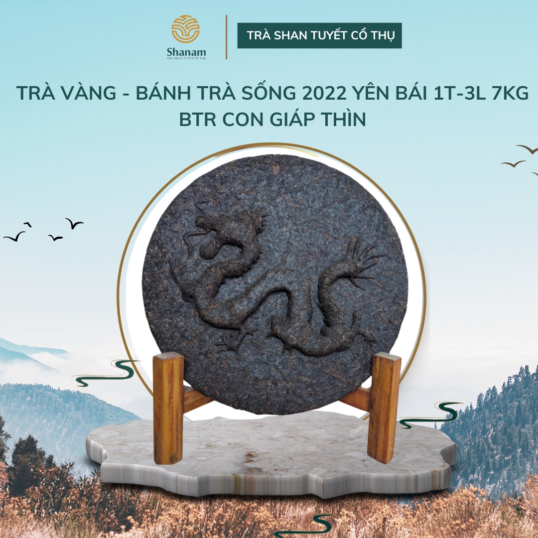 TRÀ VÀNG - BÁNH TRÀ SỐNG 2022 YÊN BÁI 1 TÔM - 3 LÁ 7KG BTR CON GIÁP THÌN