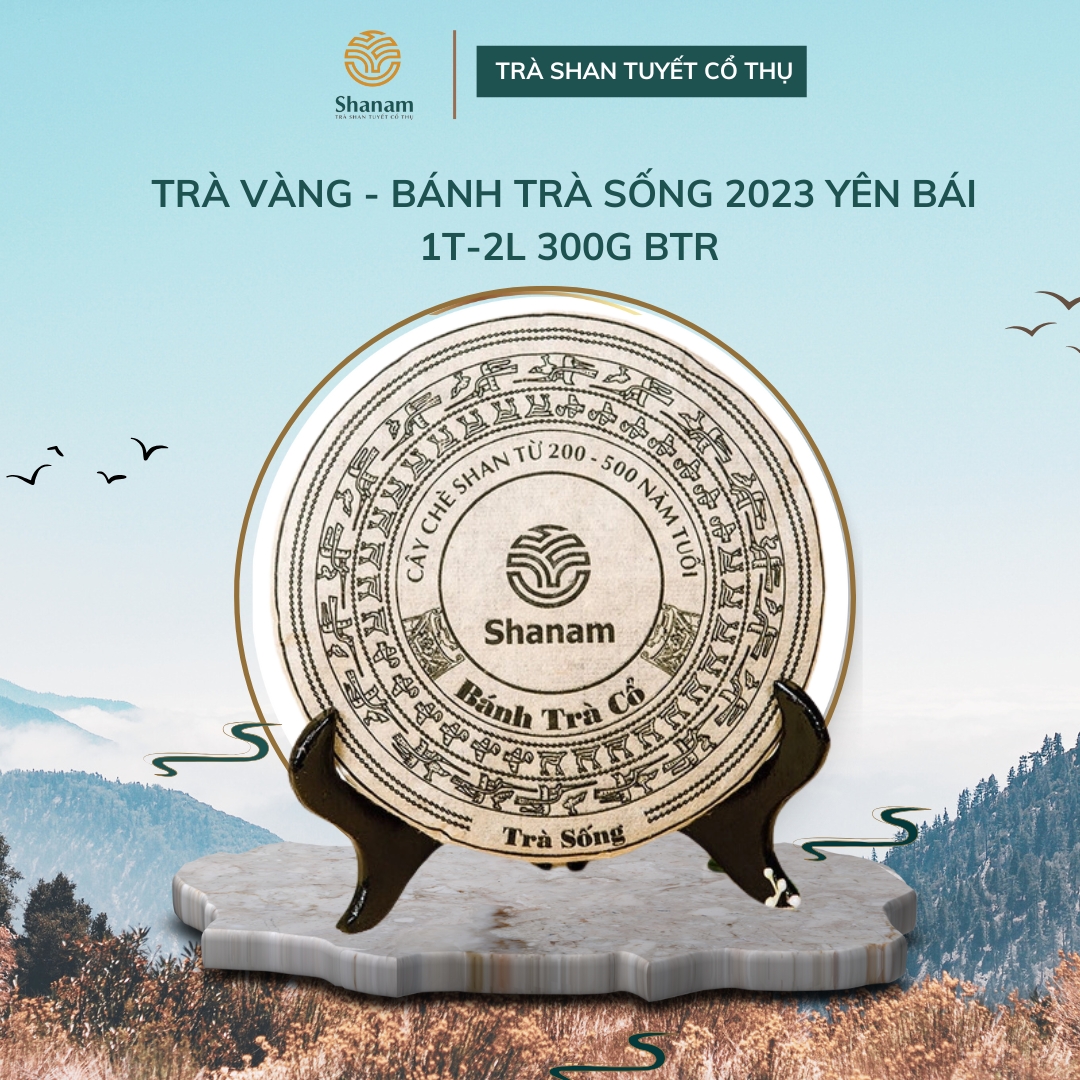 TRÀ VÀNG - BÁNH TRÀ SỐNG 2023 YÊN BÁI 1 TÔM -2 LÁ 300G BTR