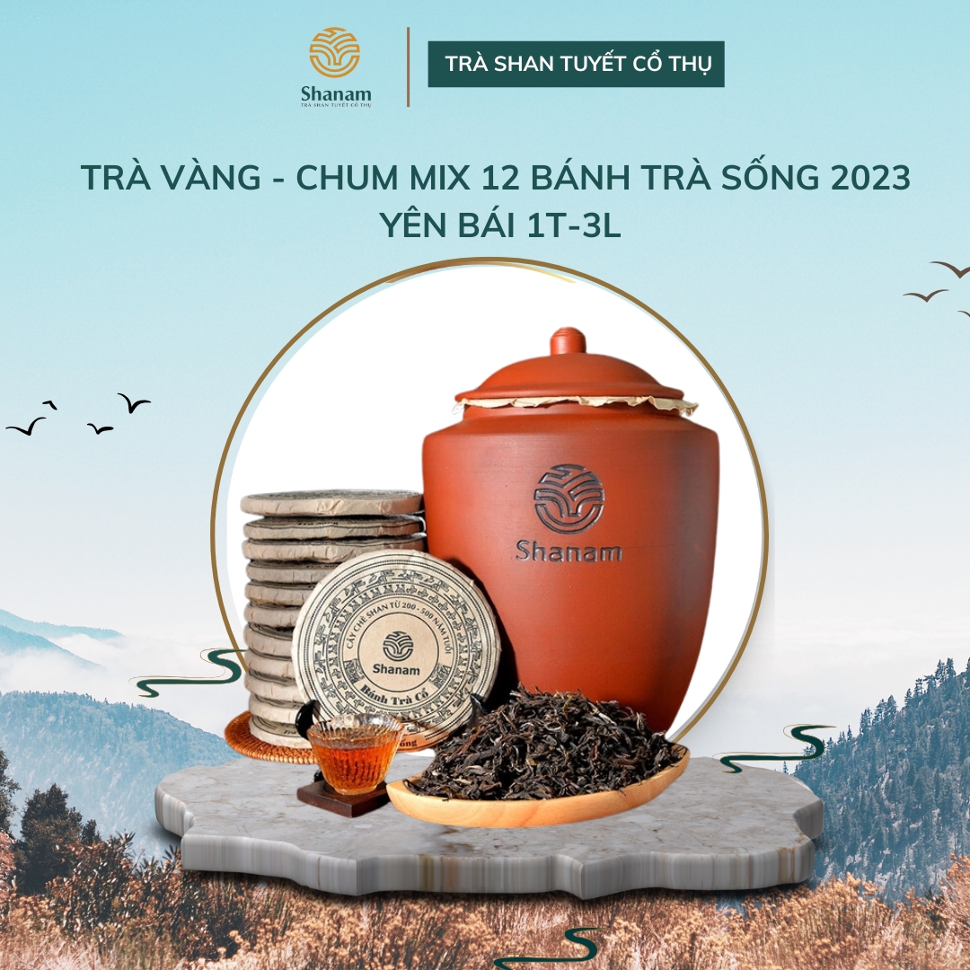 TRÀ VÀNG - CHUM MIX 12 BÁNH TRÀ SỐNG 2023 YÊN BÁI 1 TÔM - 3 LÁ