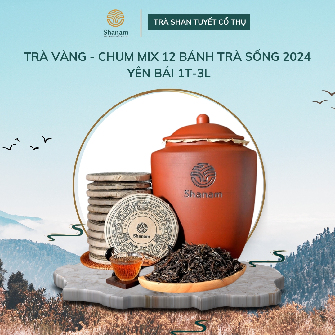 TRÀ VÀNG - CHUM MIX 12 BÁNH TRÀ SỐNG 2024 YÊN BÁI 1 TÔM - 3 LÁ