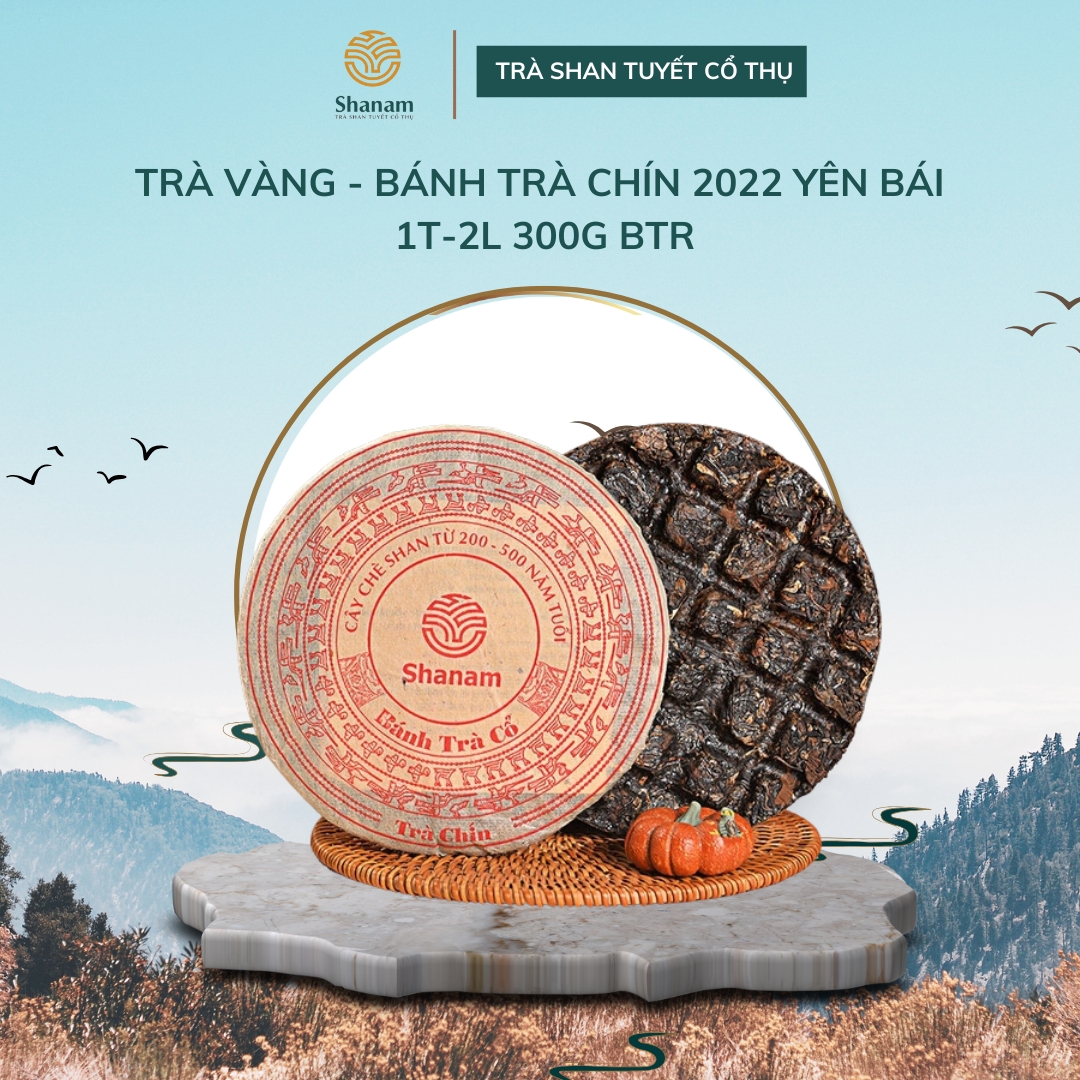 TRÀ VÀNG - BÁNH TRÀ CHÍN 2022 YÊN BÁI 1T-2L 300G BTR