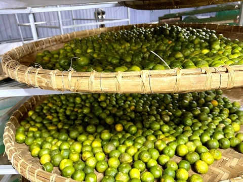 HŨ TRÀ QUÝT CỔ 150G NĂM 2024