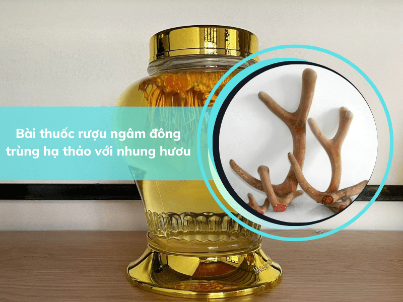 bài thuốc rượu ngâm đông trùng hạ thảo với nhung huơu