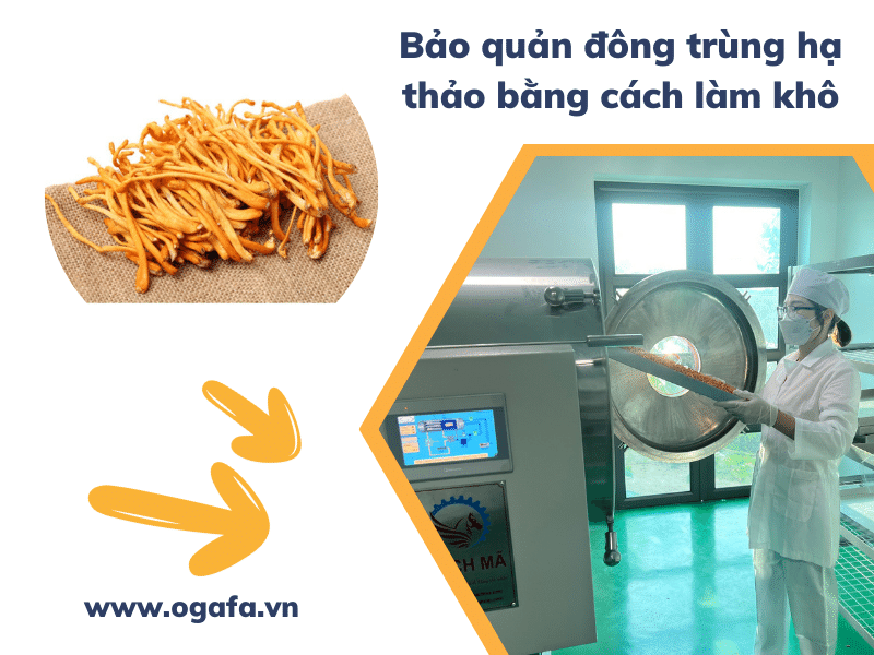 Làm khô đông trùng hạ thảo gia tăng thời gian bảo quản