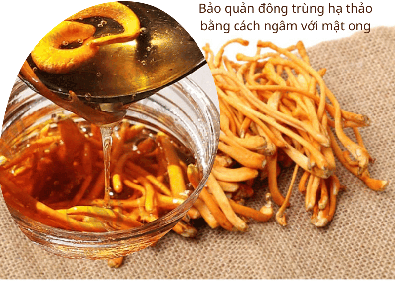 Ngâm mật ong với trùng thảo để bảo quản lâu hơn