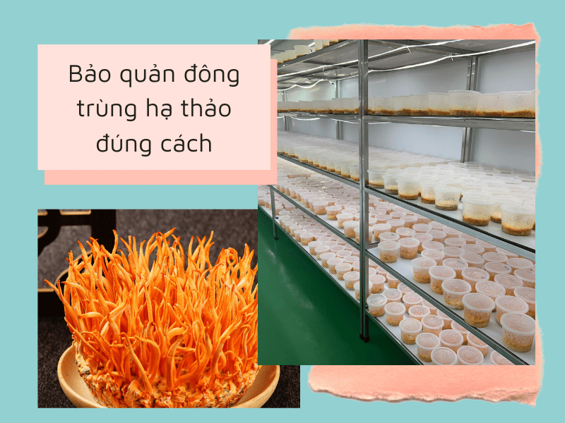 bảo quản đông trùng hạ thảo nuôi cấy