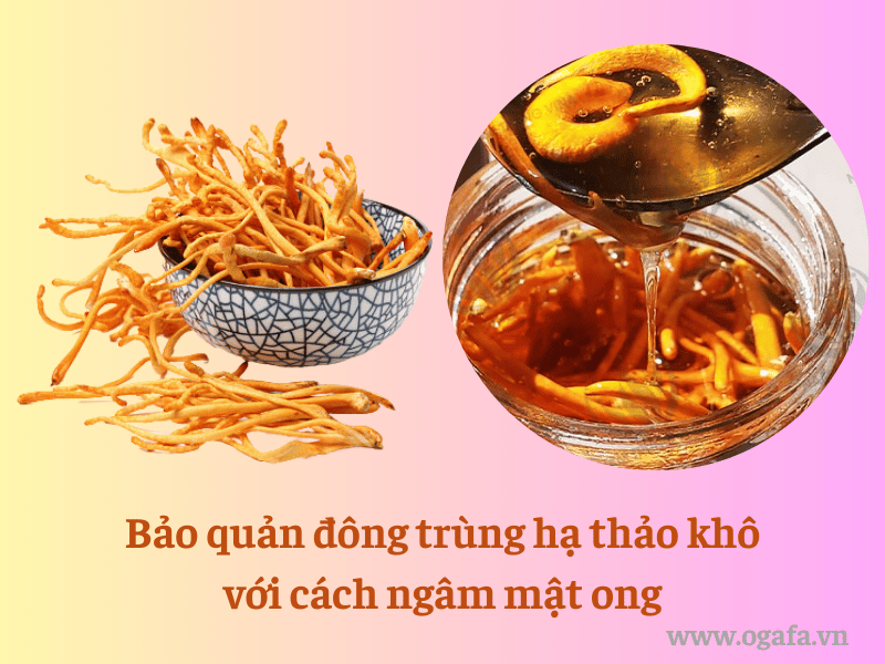 Bảo quản đông trùng hạ thảo khô với cách ngâm mật ong