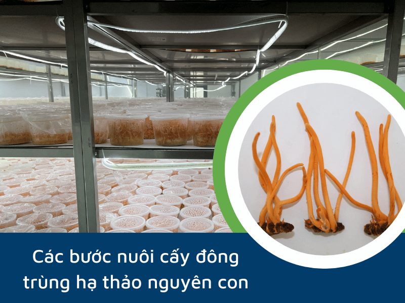 Nuôi cấy đông trùng hạ thảo nguyên con