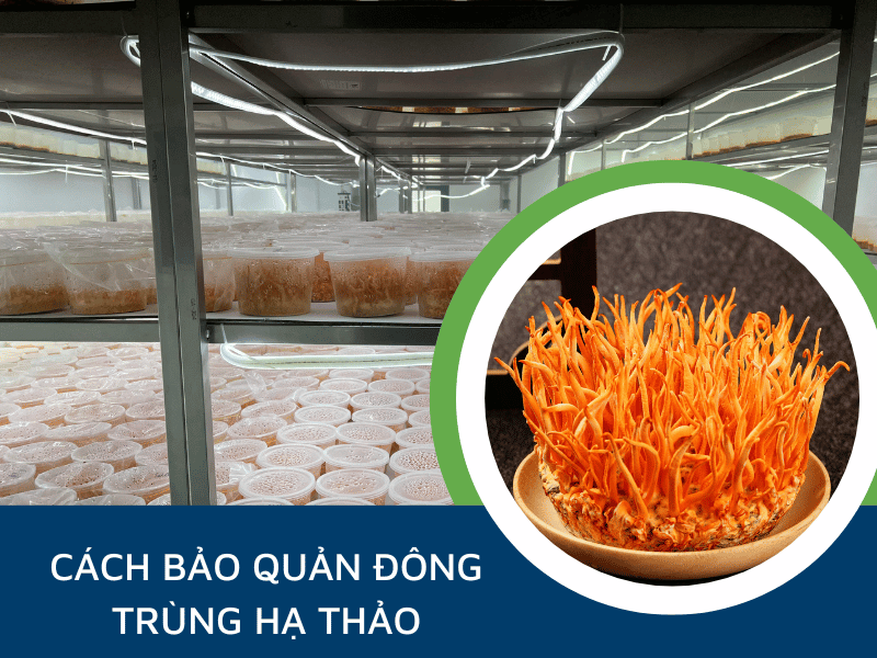 Bảo quản đông trùng hạ thảo Hàn Quốc