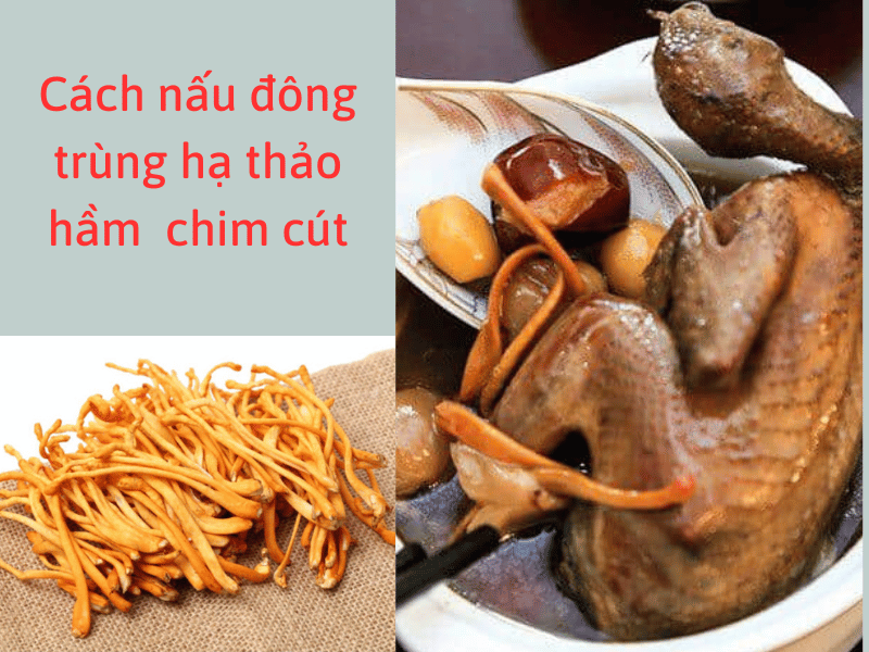 đông trùng hạ thảo hầm chim cút