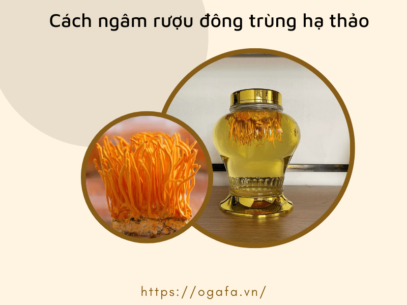 cách ngâm rượu đông trùng hạ thảo 