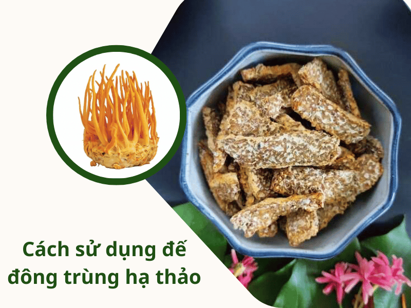 cách sử dụng đế đông trùng hạ thảo