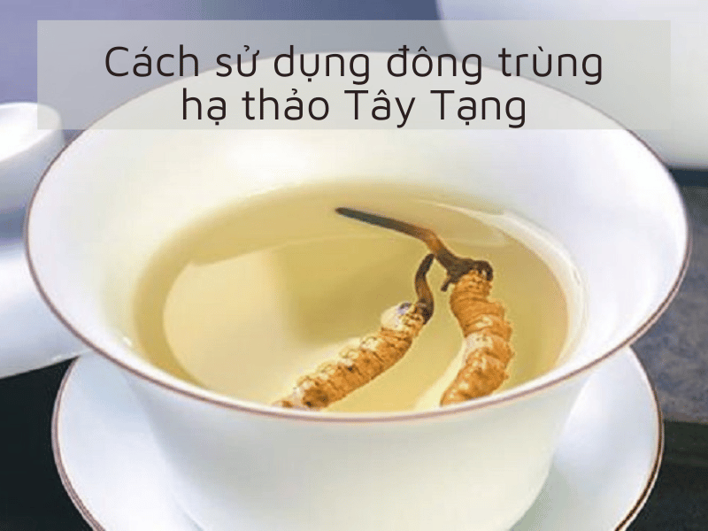 cách sử dụng đông trùng hạ thảo Tây Tạng