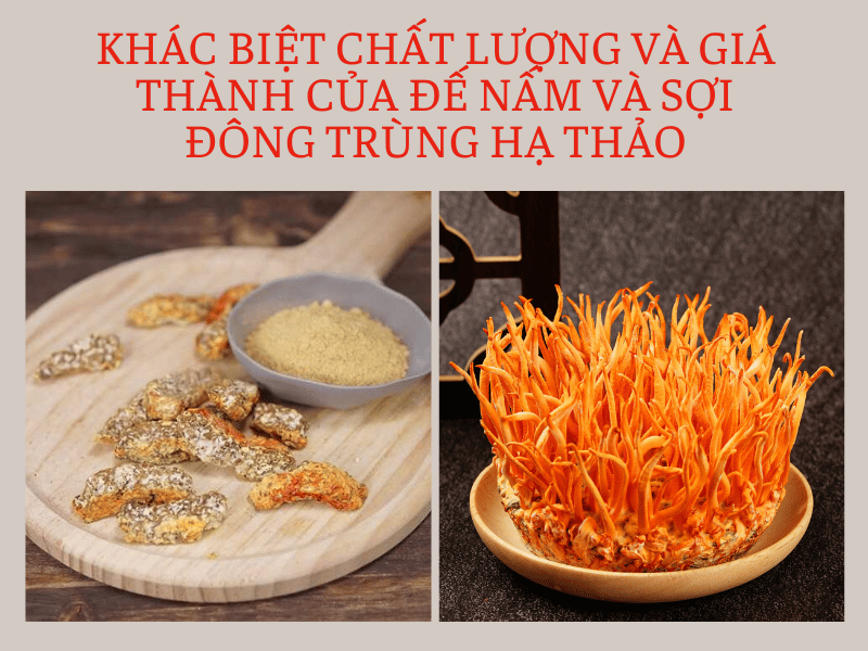 chất lượng của đế và sợi nấm