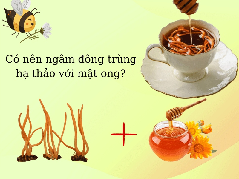 Ngâm đông trùng hạ thảo với mật ong là cách dùng phổ biến