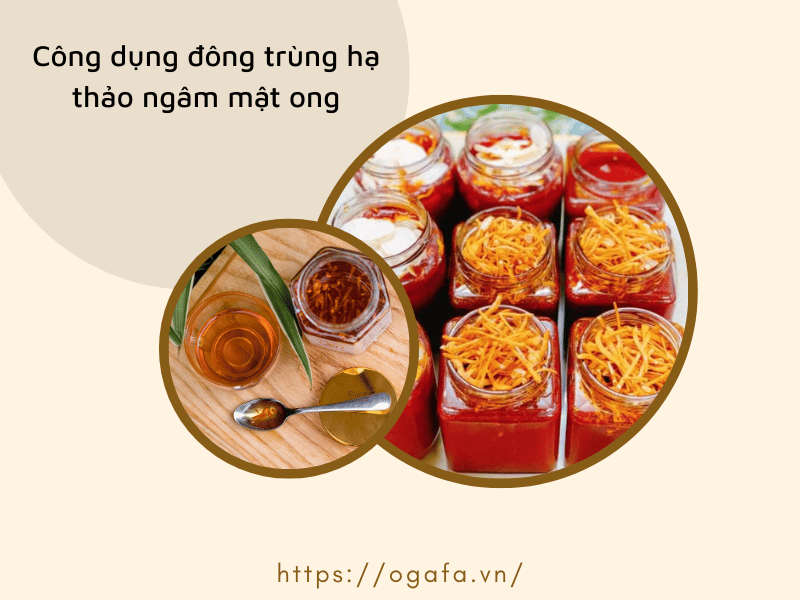 Công dụng của đông trùng hạ thảo ngâm mật ong