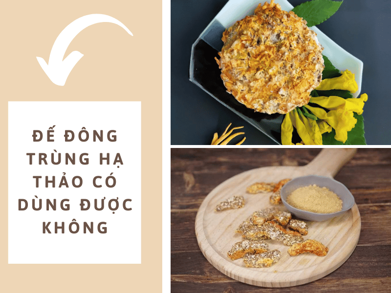 đế đông trùng hạ thảo có dùng được không