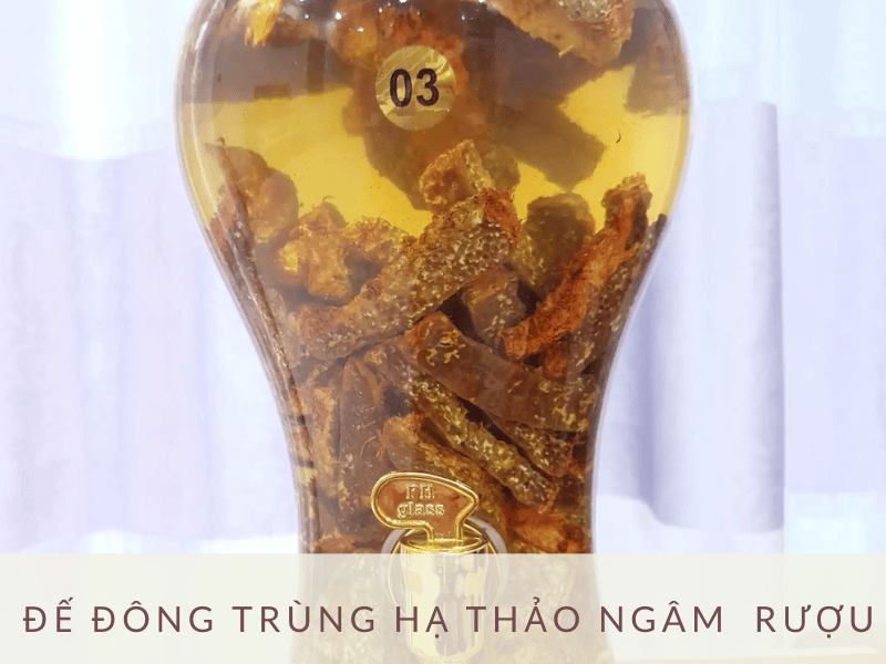 Đế đông trùng hạ thảo ngâm rượu