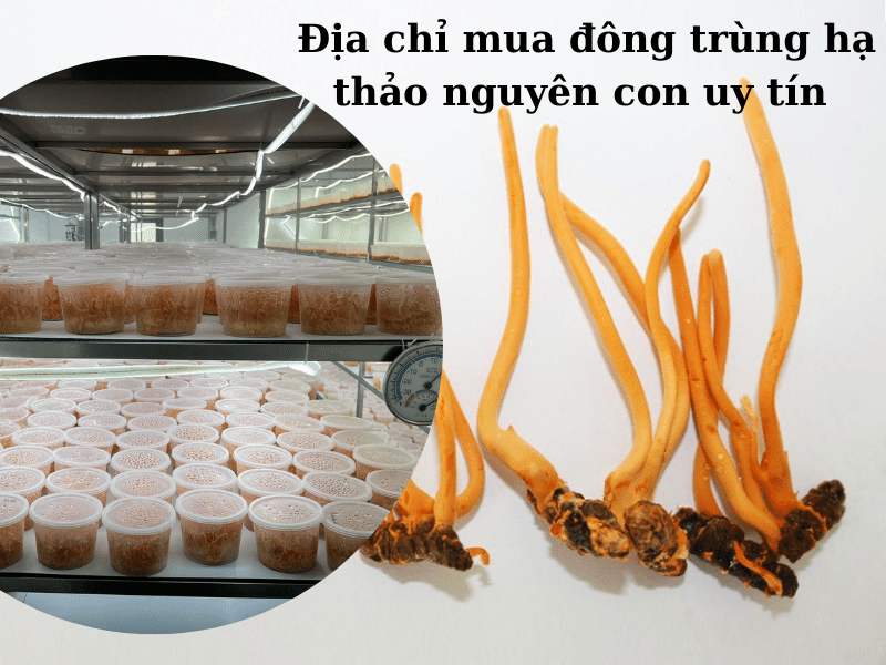 mua đông trùng nguyên con ở ogafa