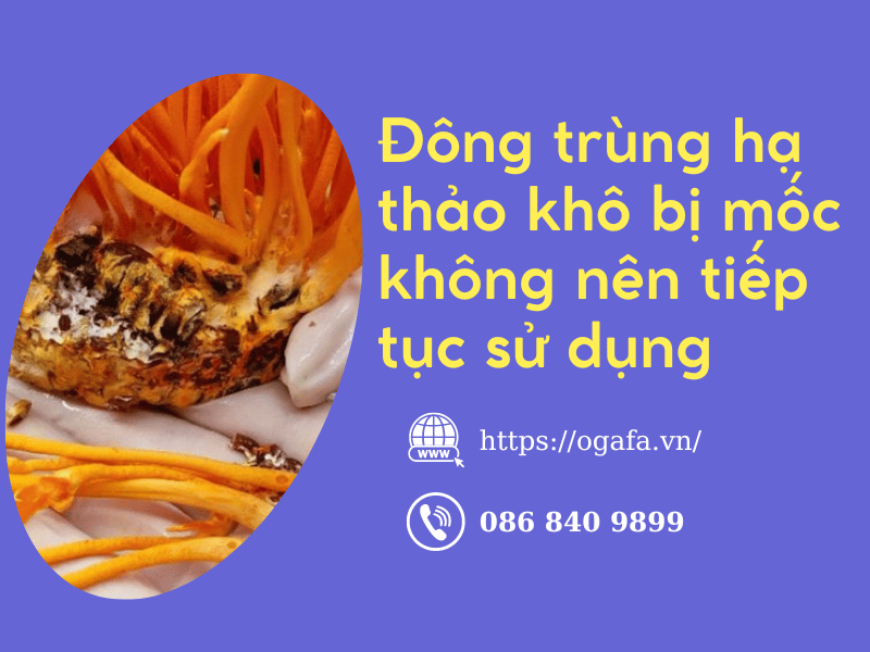 đông trùng hạ thảo khô bị mốc