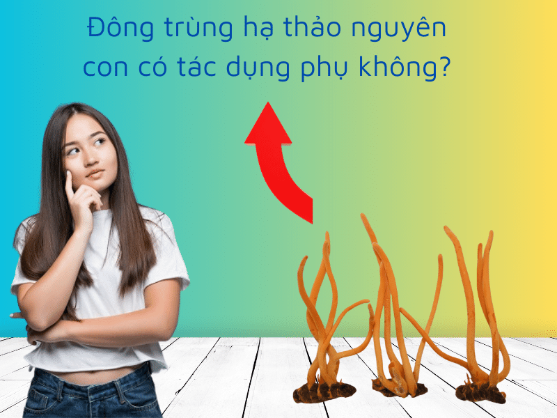 tác dụng phụ của đông trùng hạ thảo nguyên con