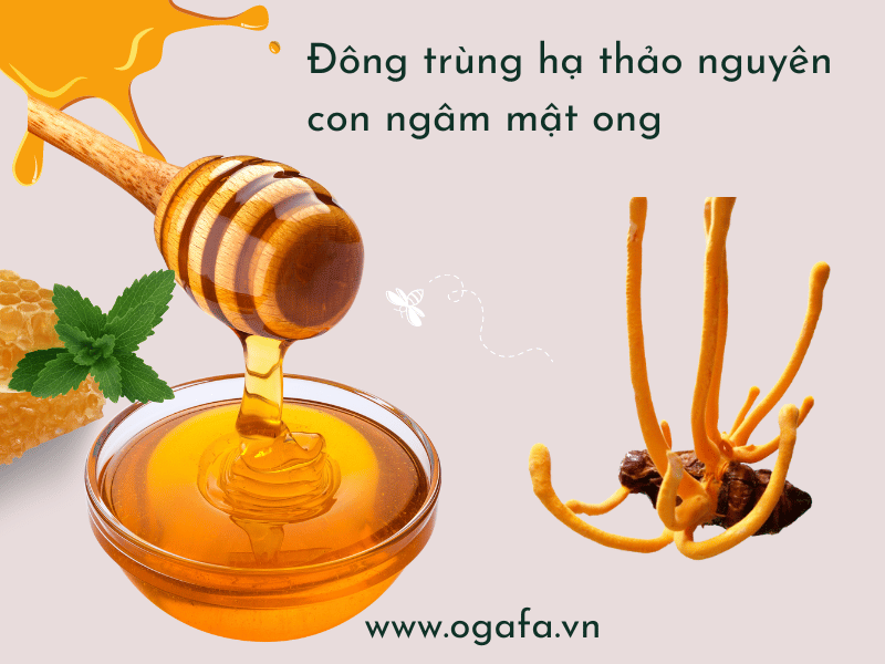 ngâm mật ong với đông trùng nguyên con