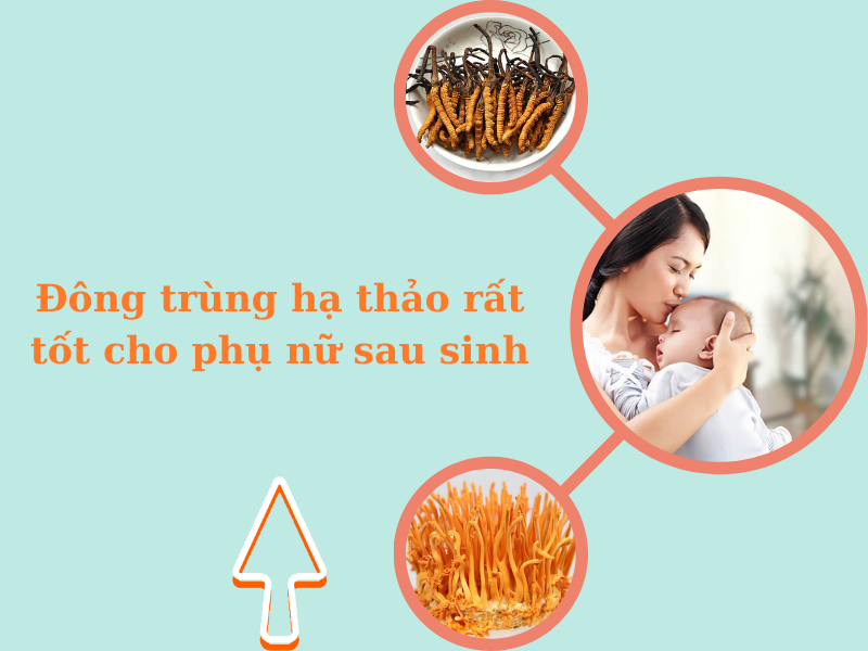 uống đông trùng hạ thảo giai đoạn sau sinh cải thiện thể trạng