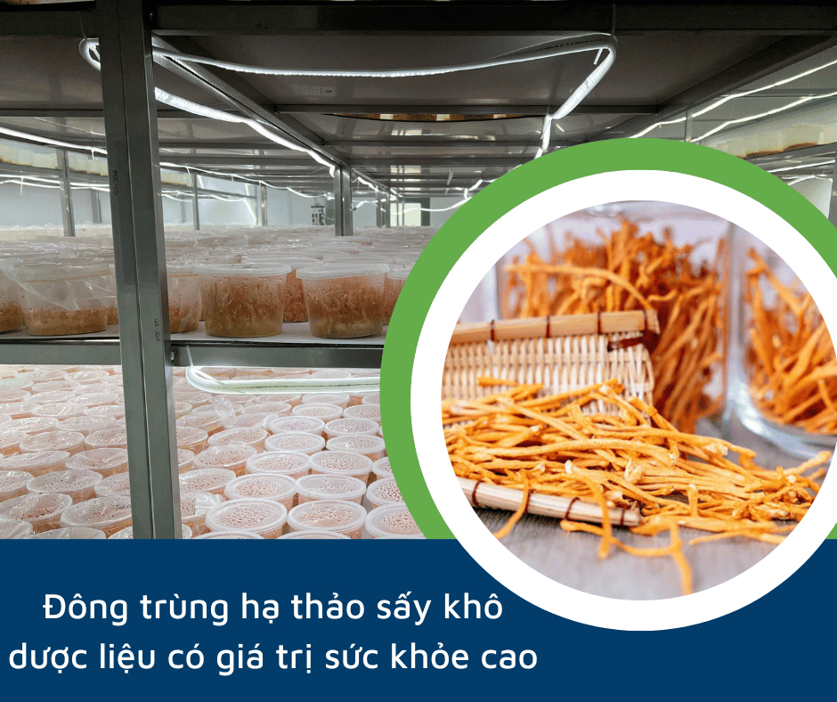 đông trùng hạ thảo sấy khô là gì