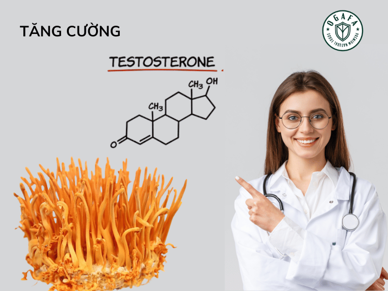 đông trùng hạ thảo tăng cường hormon testosterone