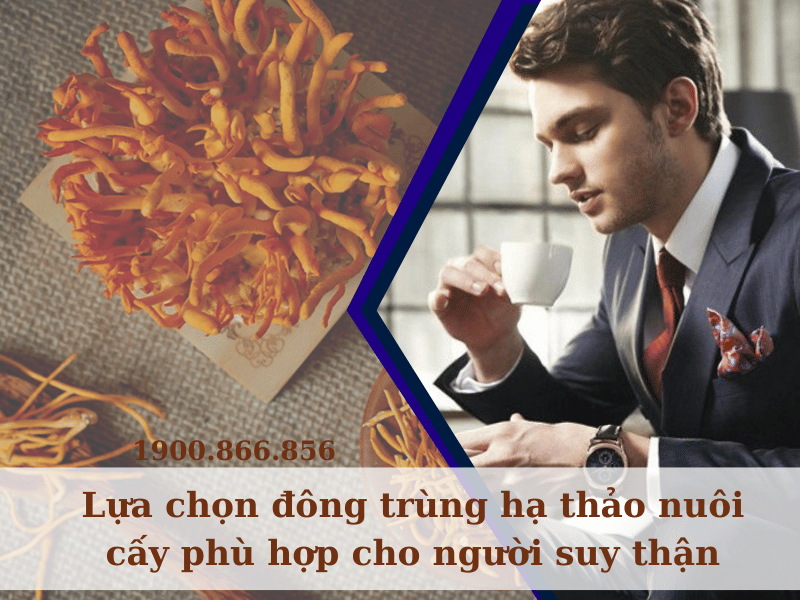 Suy thận uống nấm đông trùng nuôi cấy an toàn và hiệu quả