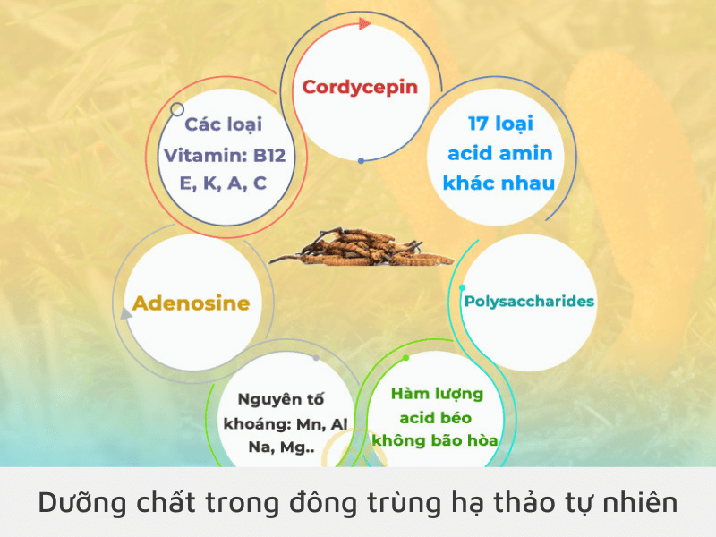 Các dưỡng chất trong đông trùng hạ thảo tự nhiên