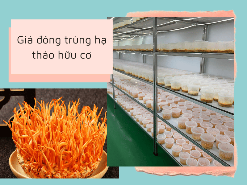 Giá đông trùng hạ thảo hữu cơ phụ thuộc vào quy mô sản xuất