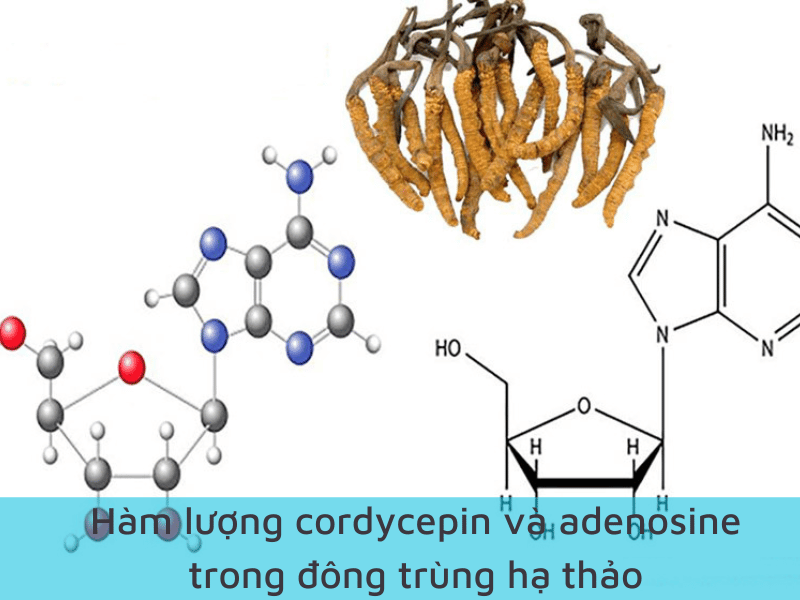 Hàm lượng Adenosine và cordycepin