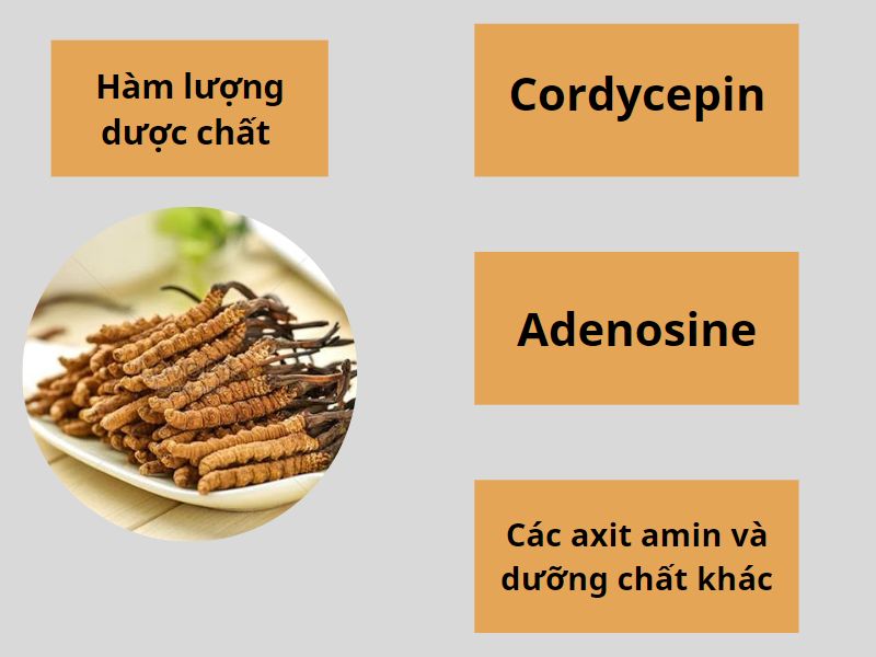 6+ Tác Dụng Quan Trọng Của Đông Trùng Hạ Thảo Tây Tạng | Thực Phẩm Bổ Dưỡng Cao Cấp OGAFA