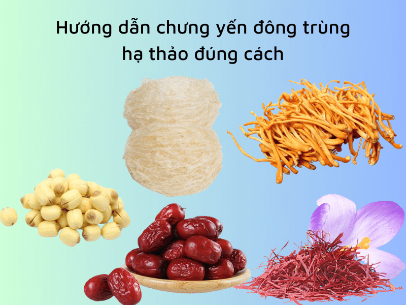 chưng yến đông trùng hạ thảo