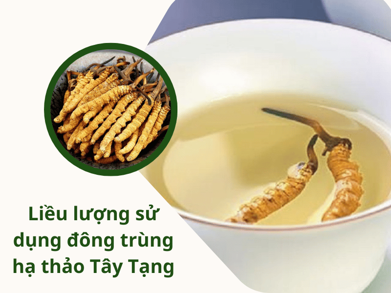 Liều lượng sử dụng đông trùng hạ thảo Tây Tạng