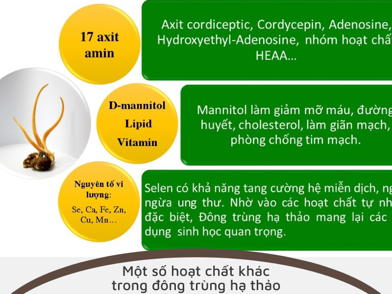 Các hoạt chất khác trong đông trùng hạ thảo