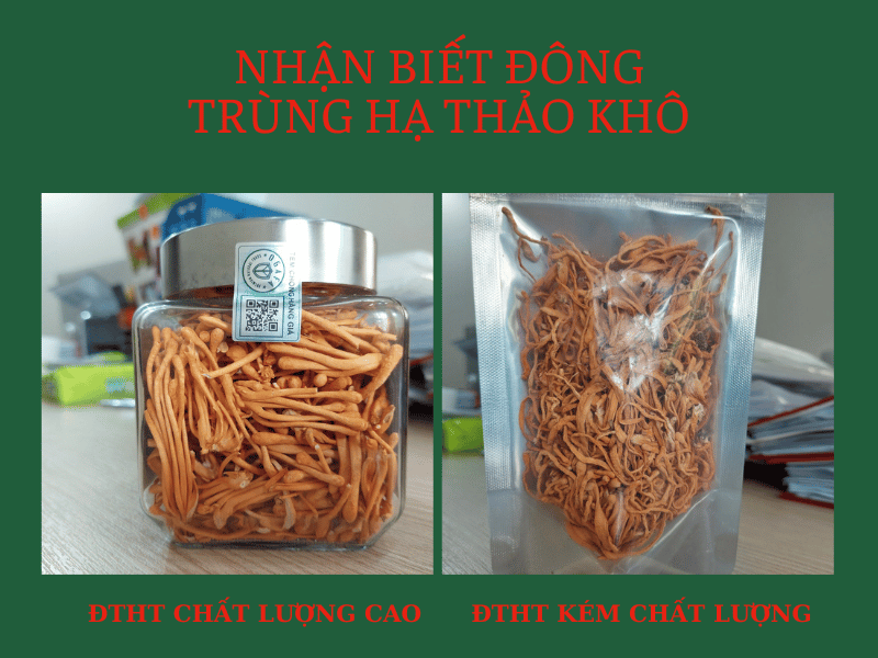 nhận biết đông trùng hạ thảo kém chất lượng