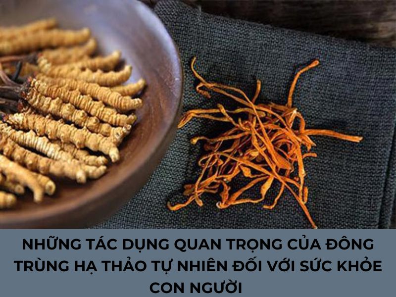 Tác dụng của đông trùng hạ thảo tự nhiên