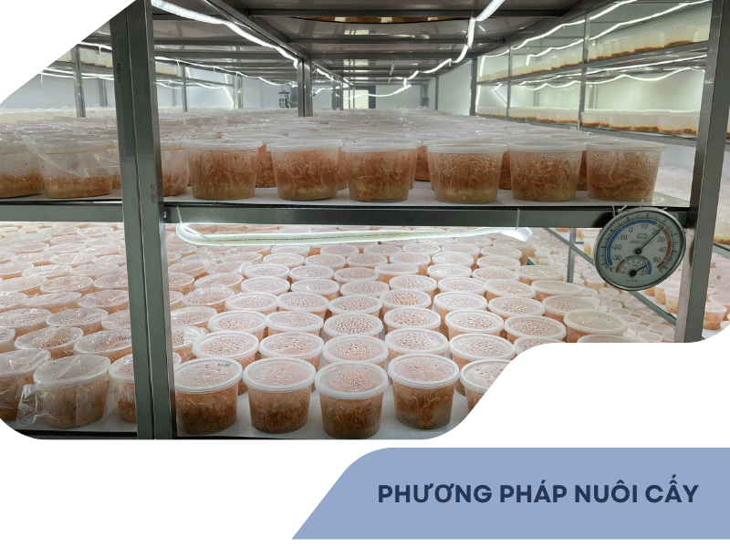 Phương pháp nuôi cấy hữu cơ