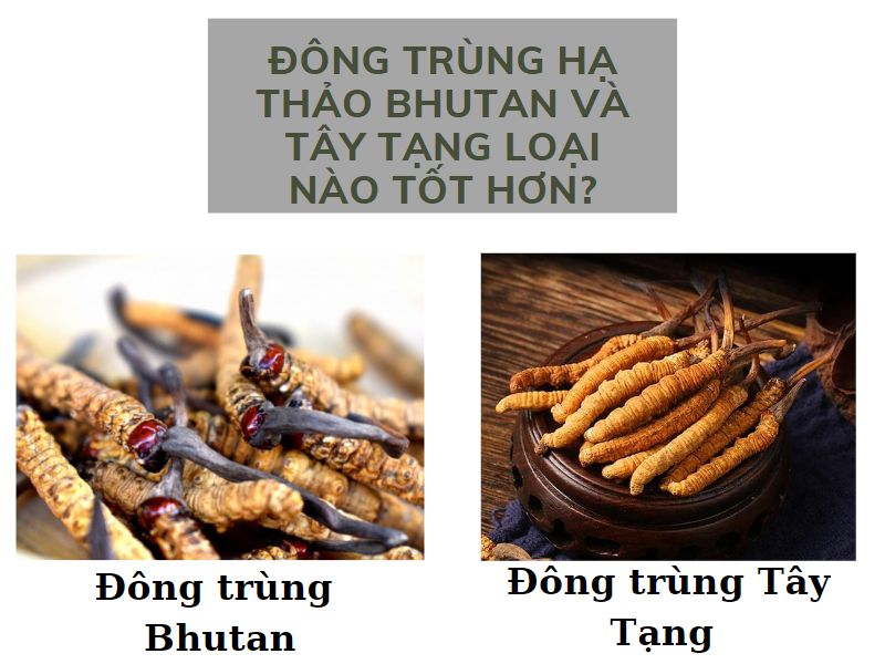 Đông Trùng Hạ Thảo Bhutan: Tác Dụng & Cách Dùng | Thực Phẩm Bổ Dưỡng Cao Cấp OGAFA