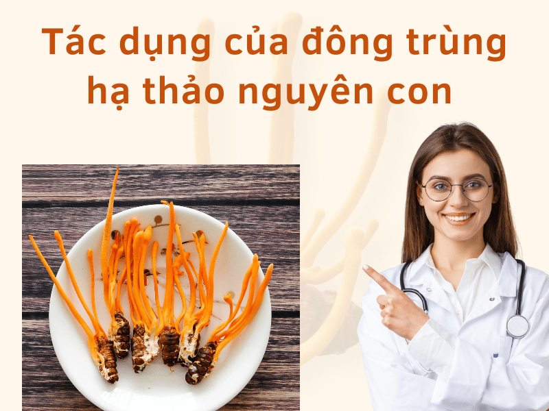 Đông trùng hạ thảo nguyên con có tác dụng tăng cường miễn dịch