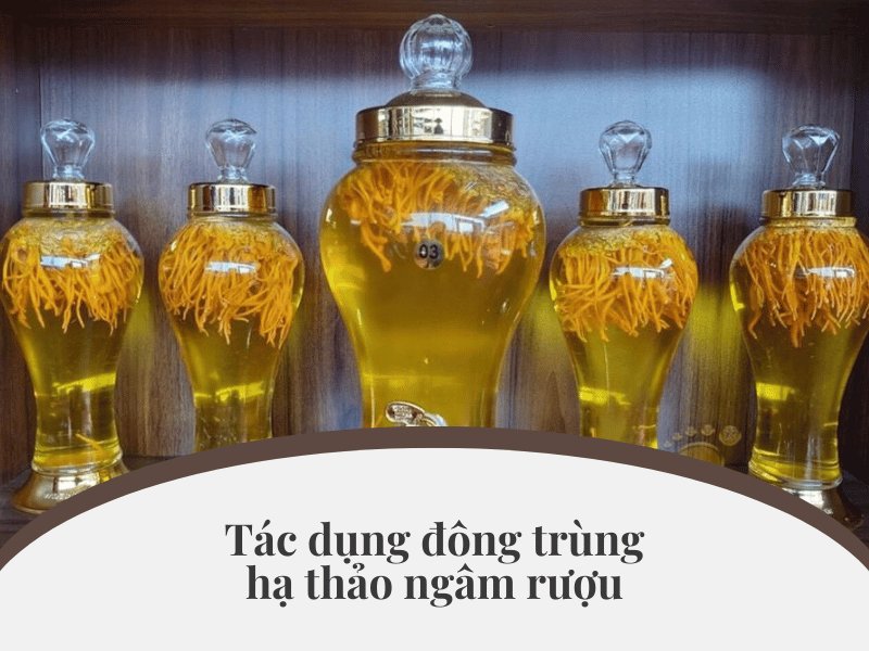 Tác dụng đông trùng hạ thảo ngâm rượu