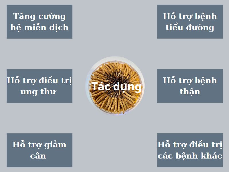 6 tác dụng của đông trùng hạ thảo Tây Tạng