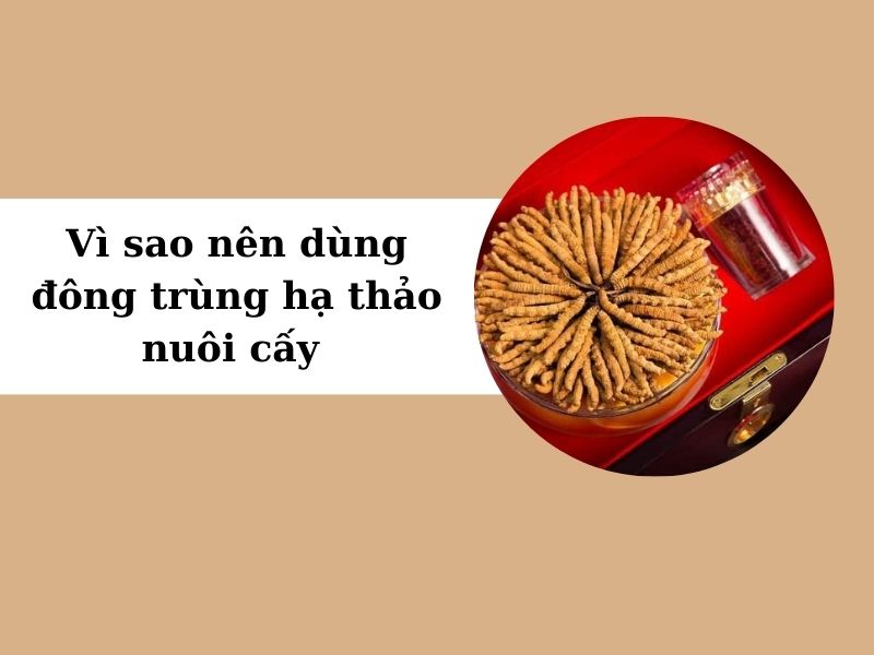 Vì sao nên dùng đông trùng hạ thảo nuôi cấy