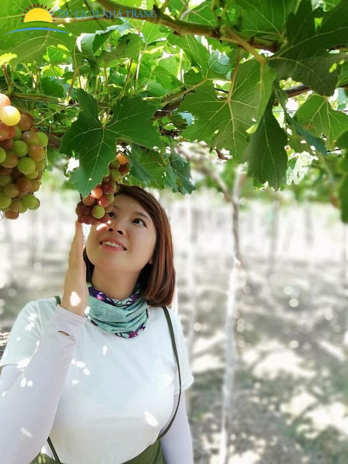 Du Lịch Vườn Nho Thái An ở Ninh Thuận