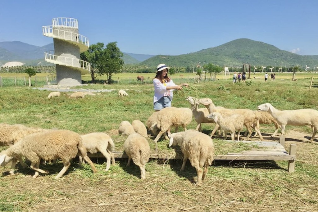 Tour Đồng Cừu- Hang Rái- Vĩnh Hy - Vườn Nho 1 ngày