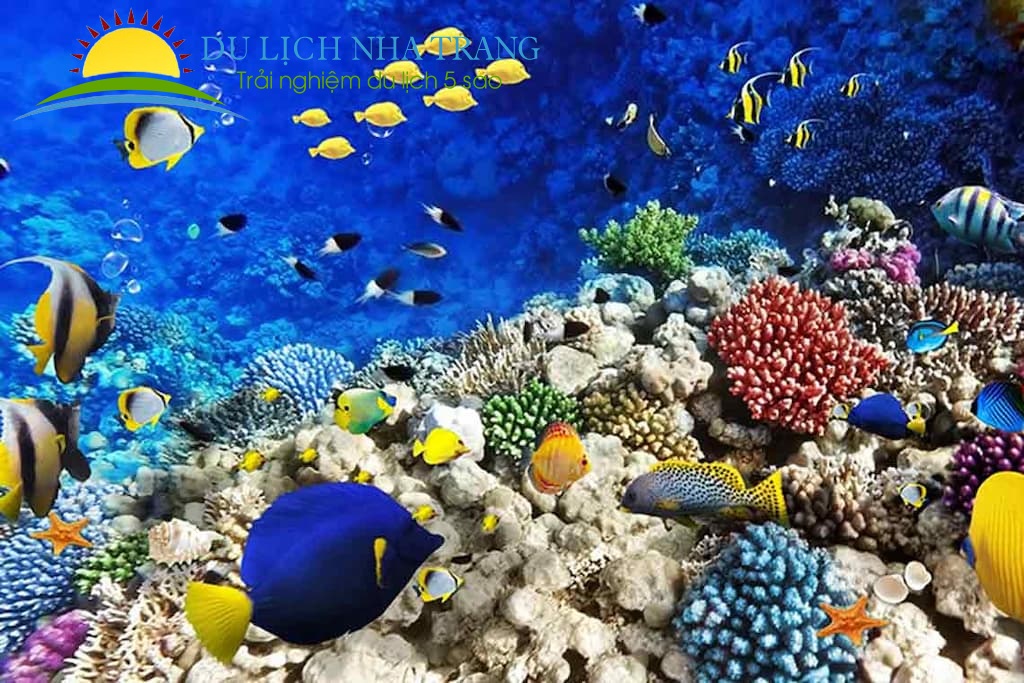 Tour lặn biển Nha Trang